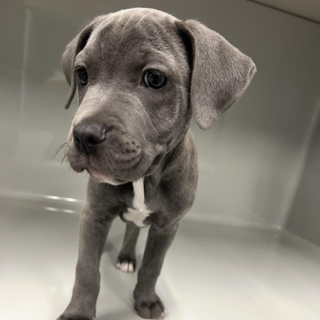 Lily, a Adoptable mixed breed in Mooresville, NC image 2/4