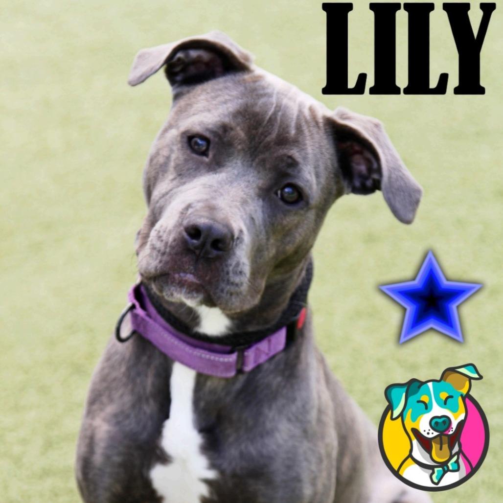 Lily, a Adoptable mixed breed in Mooresville, NC image 3/4