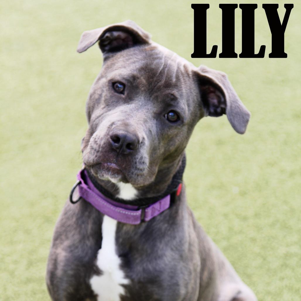Lily, a Adoptable mixed breed in Mooresville, NC image 4/4