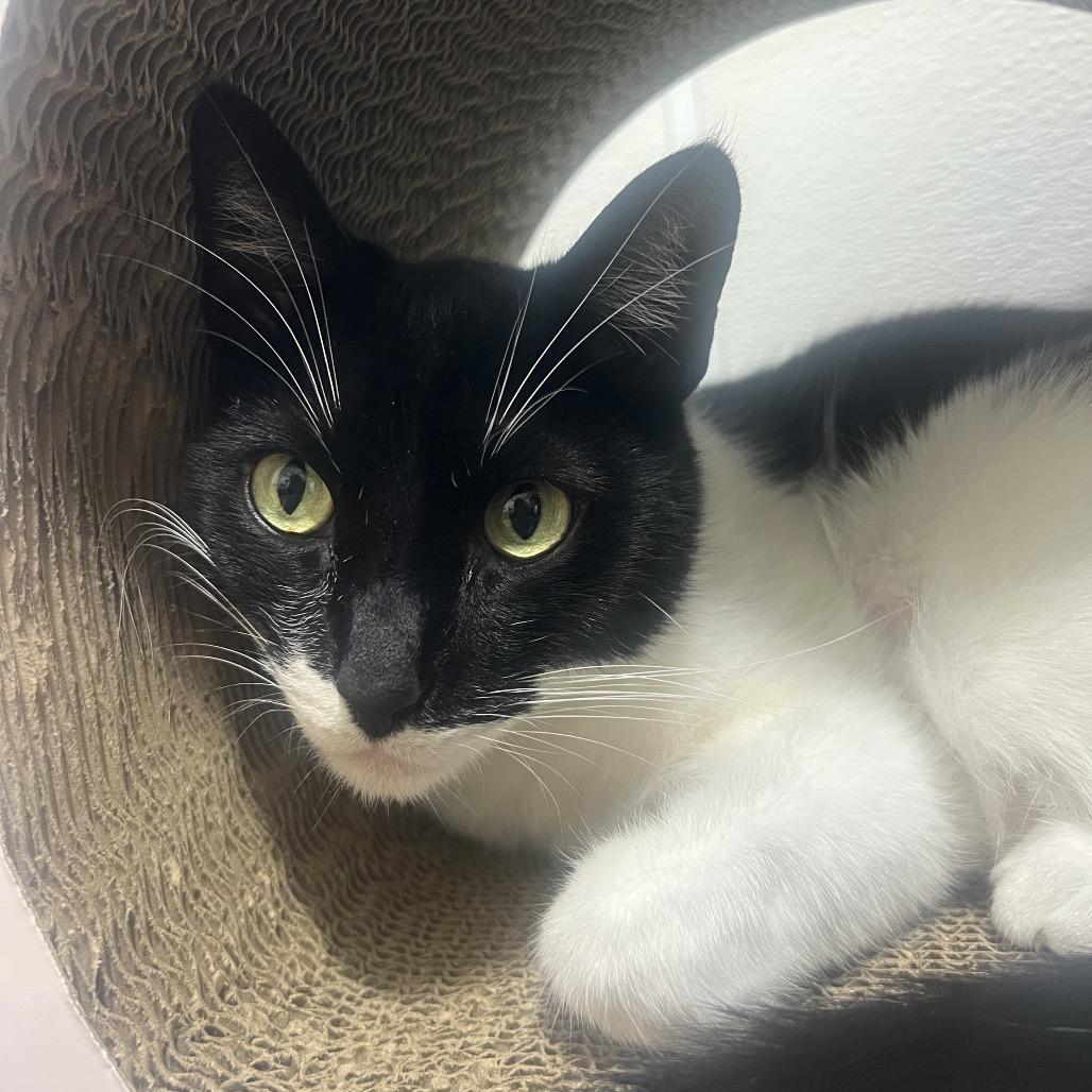 Boba, Adoptable, Adult Male Domestic Short Hair.