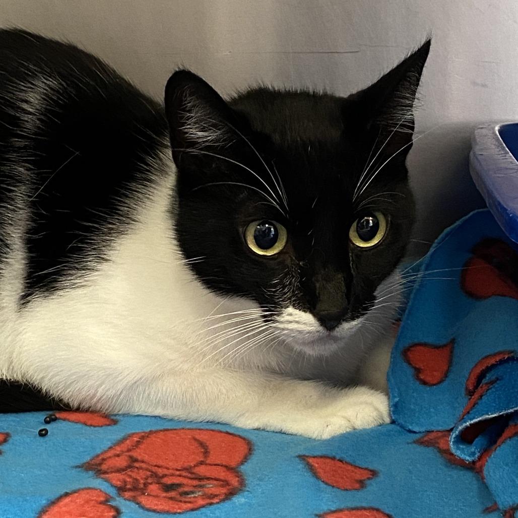 Enlarge Boba, a Adoptable Domestic Short Hair in Clearwater, FL image 1/1