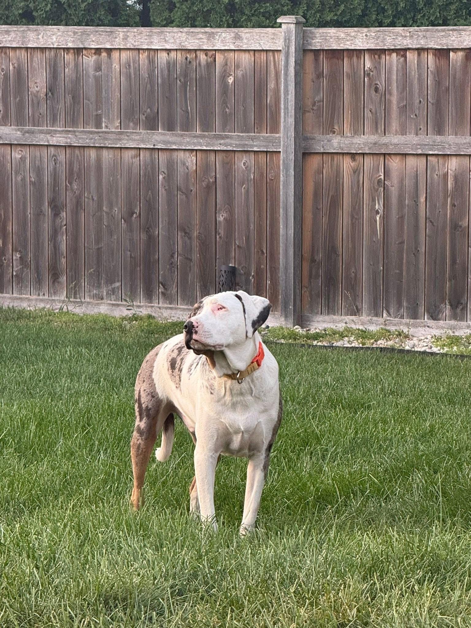 Enlarge Mars, a Adoptable mixed breed in Orland Park, IL image 2/6