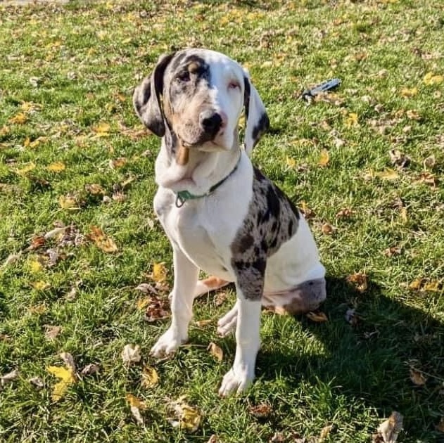 Enlarge Mars, a Adoptable mixed breed in Orland Park, IL image 5/6