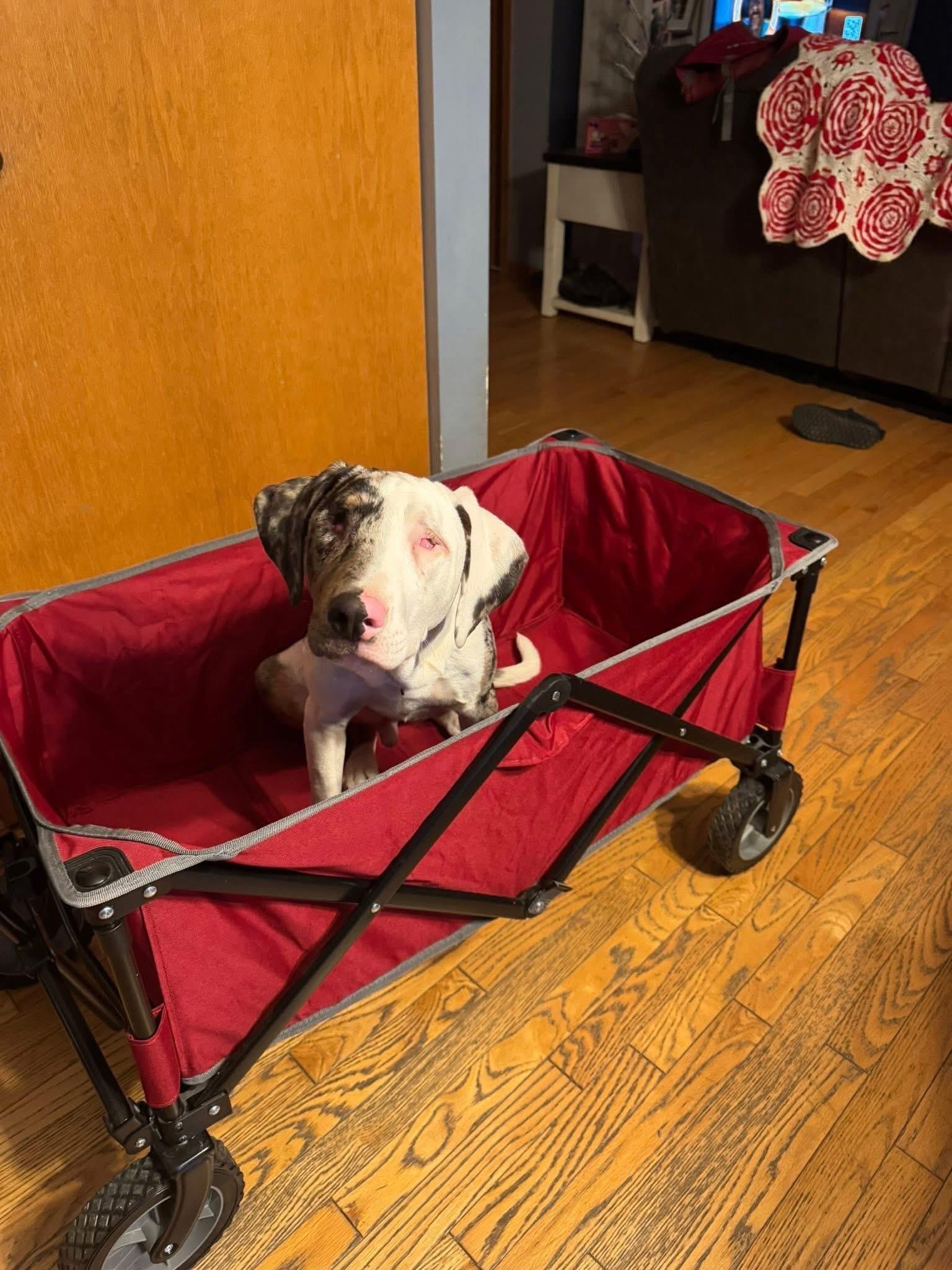 Enlarge Mars, a Adoptable mixed breed in Orland Park, IL image 6/6