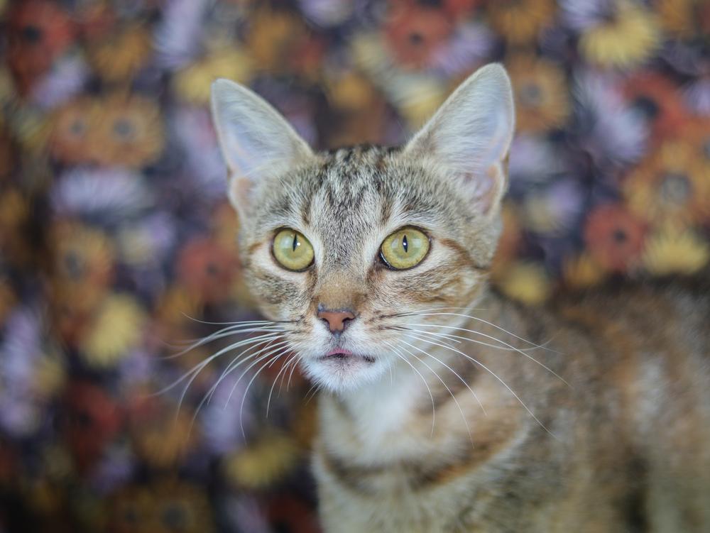 Enlarge Winnebago, a Adoptable Domestic Short Hair in Lewisburg, TN image 1/2