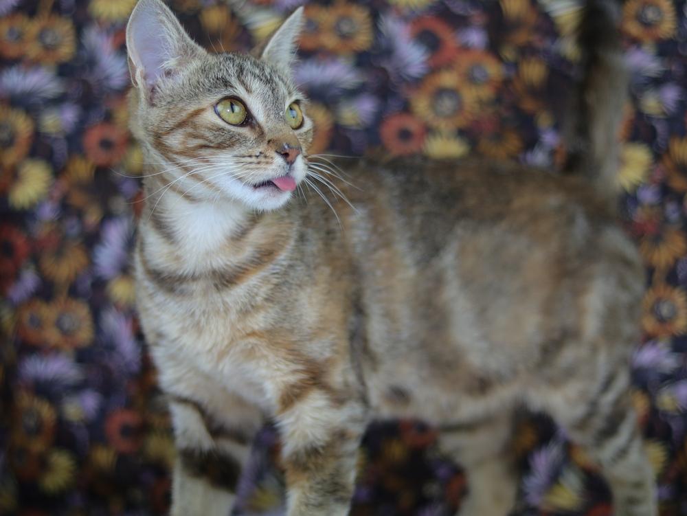 Enlarge Winnebago, a Adoptable Domestic Short Hair in Lewisburg, TN image 2/2