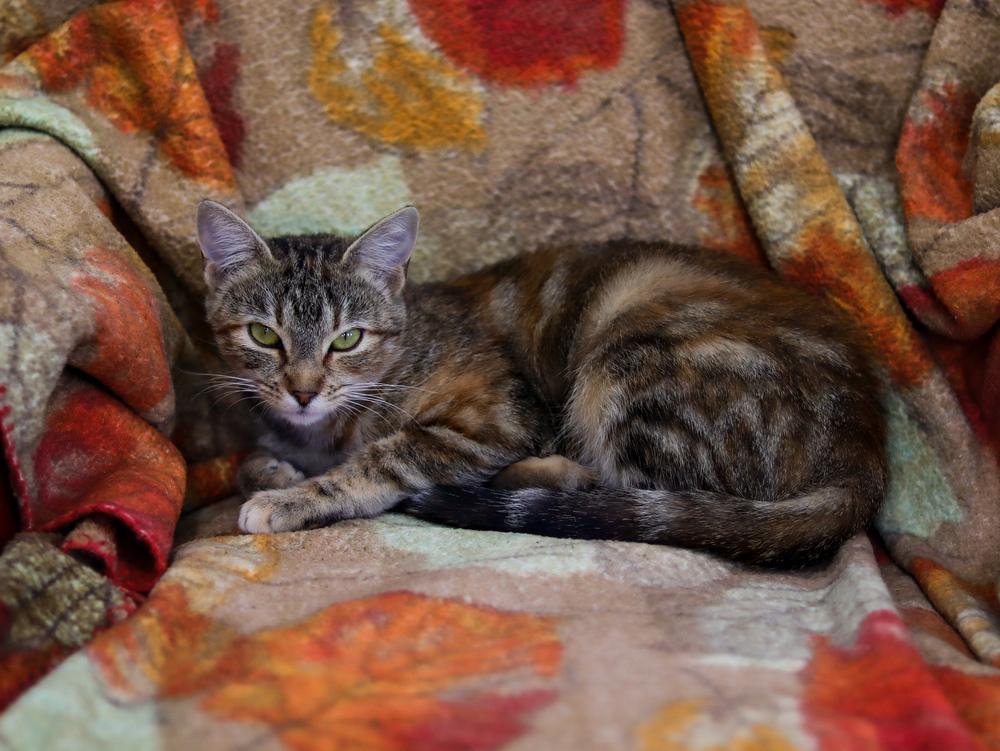 Enlarge Winnebago, a Adoptable Domestic Short Hair in Lewisburg, TN image 3/5