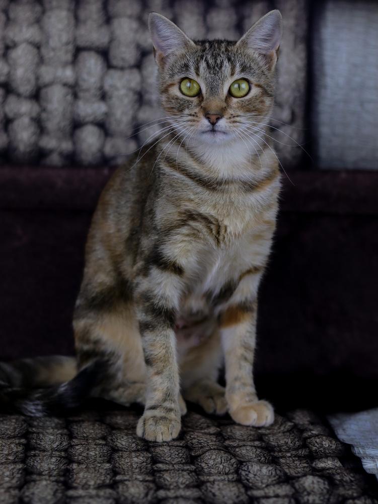 Enlarge Winnebago, a Adoptable Domestic Short Hair in Lewisburg, TN image 4/5