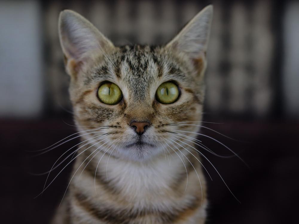 Enlarge Winnebago, a Adoptable Domestic Short Hair in Lewisburg, TN image 5/5
