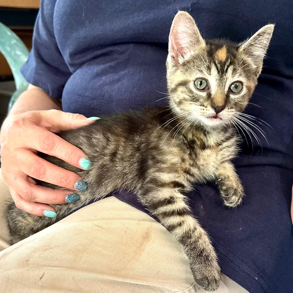 Genevieve -s, Adoptable, Kitten Female Domestic Short Hair.