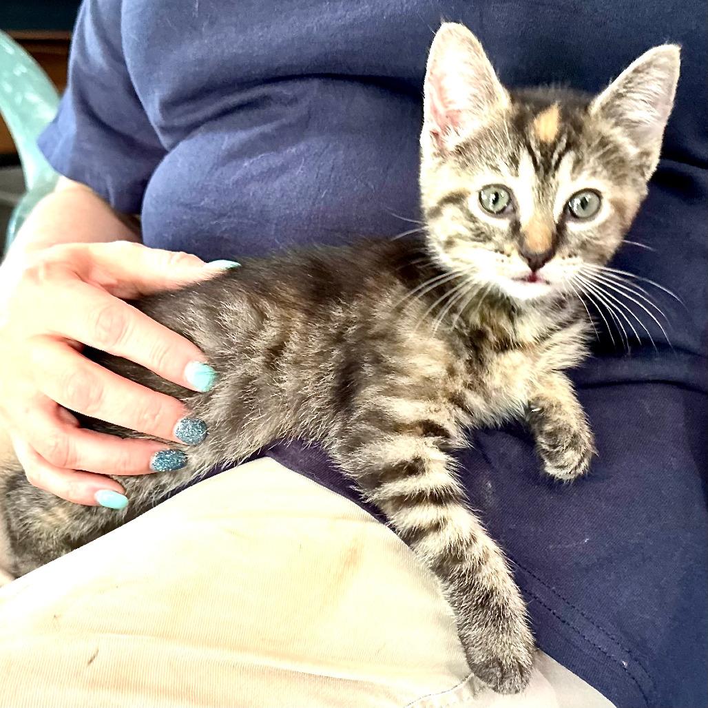 Enlarge Genevieve -s, a Adoptable Domestic Short Hair in Sequatchie, TN image 2/4