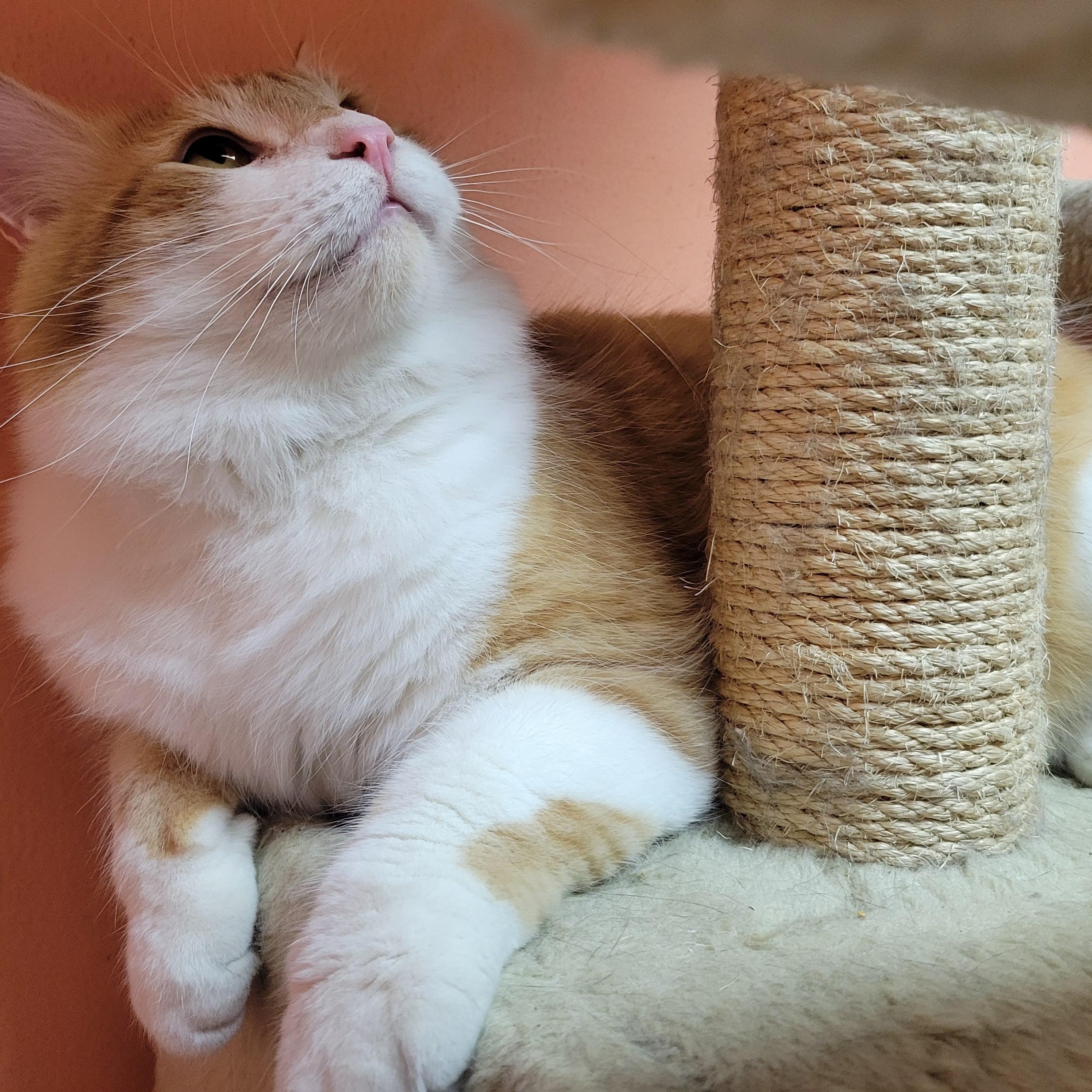 Mr. Tommy, an adopted Domestic Long Hair in Memphis, TN image 2/2