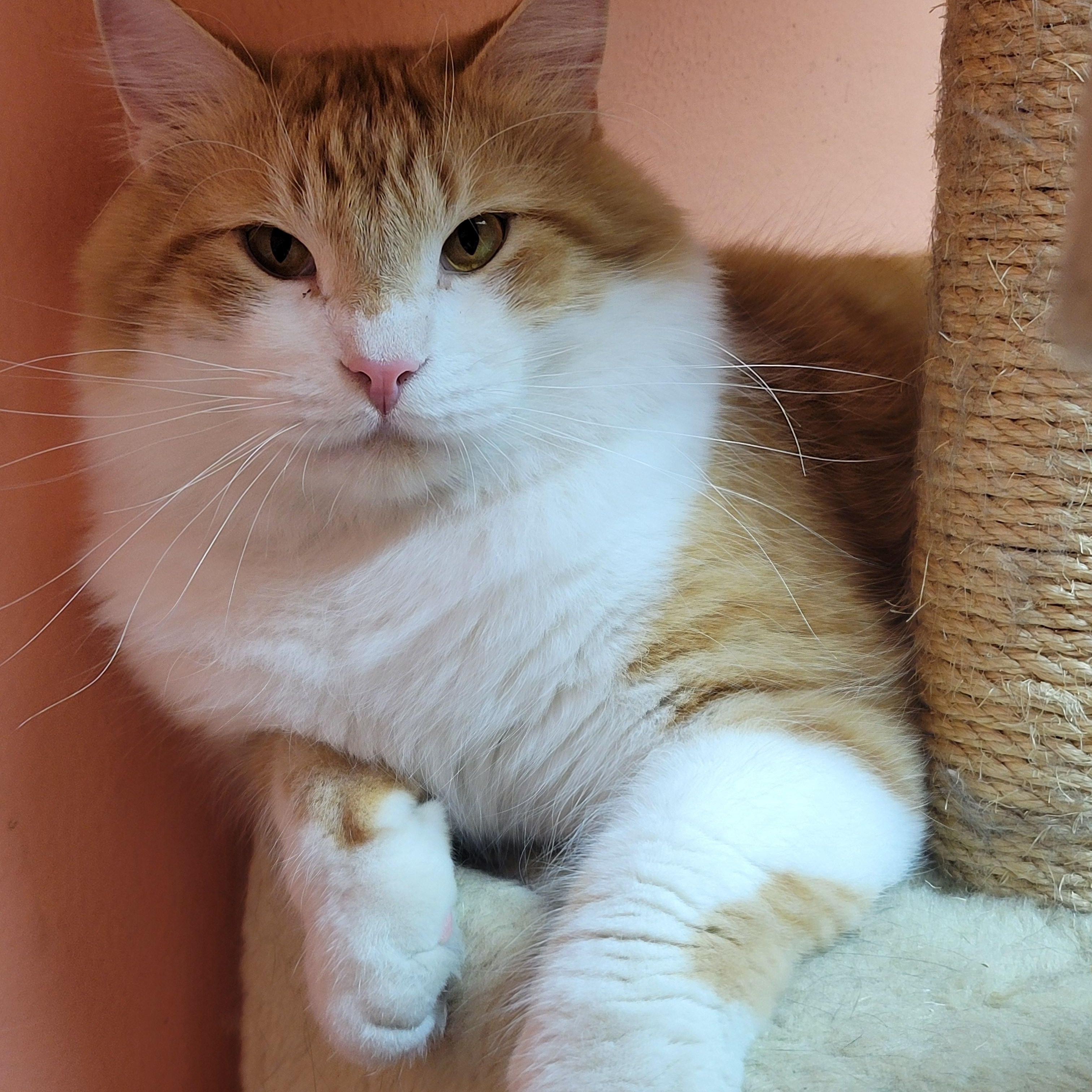 Mr. Tommy, adopted, Adult Male Domestic Long Hair.