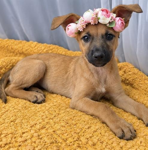 Enlarge Blossom, a Adoptable mixed breed in Jackson, MI image 6/6