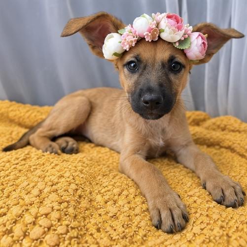 Enlarge Blossom, a Adoptable mixed breed in Jackson, MI image 2/6
