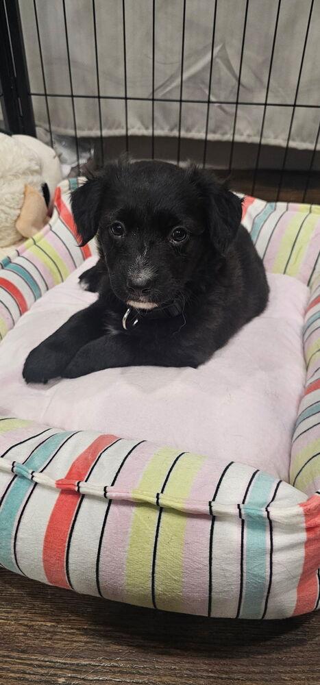 Lady, Adoptable, Puppy Female Shepherd & Mixed Breed.