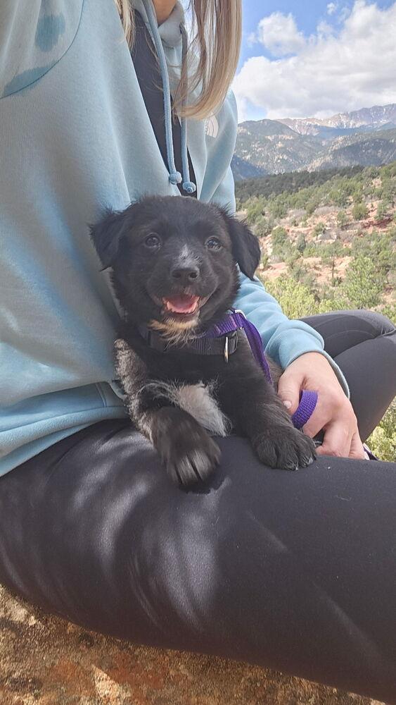 Enlarge Lady, a Adoptable mixed breed in Denver, CO image 2/3