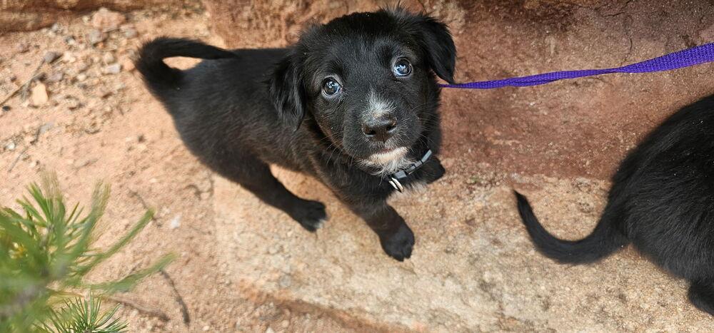 Enlarge Lady, a Adoptable mixed breed in Denver, CO image 3/3