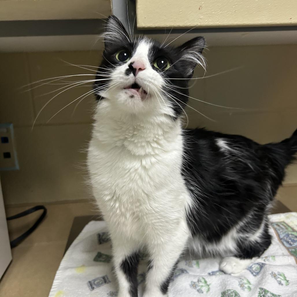 Oreo Blizzard, Adoptable, Adult Female Domestic Medium Hair.