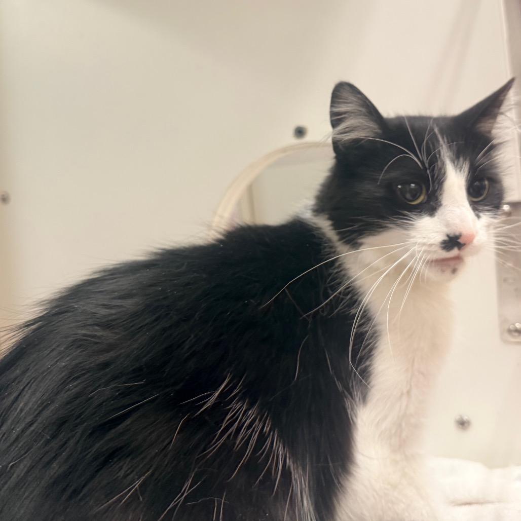 Enlarge Oreo Blizzard, a Adoptable Domestic Medium Hair in Cheyenne, WY image 2/4
