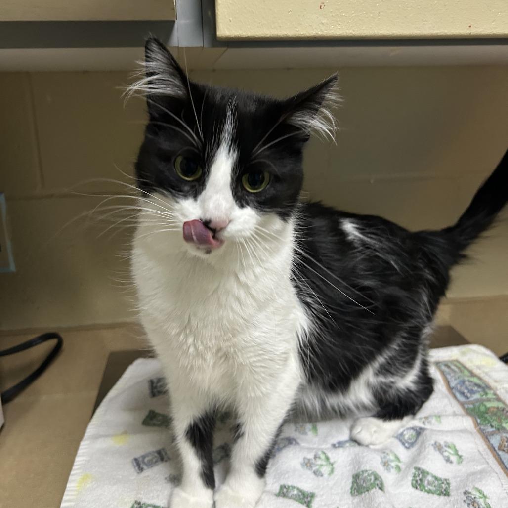 Enlarge Oreo Blizzard, a Adoptable Domestic Medium Hair in Cheyenne, WY image 3/4