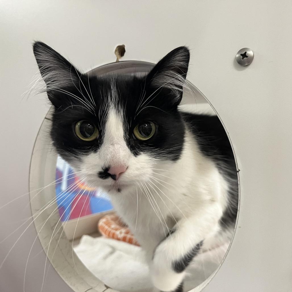 Enlarge Oreo Blizzard, a Adoptable Domestic Medium Hair in Cheyenne, WY image 4/4