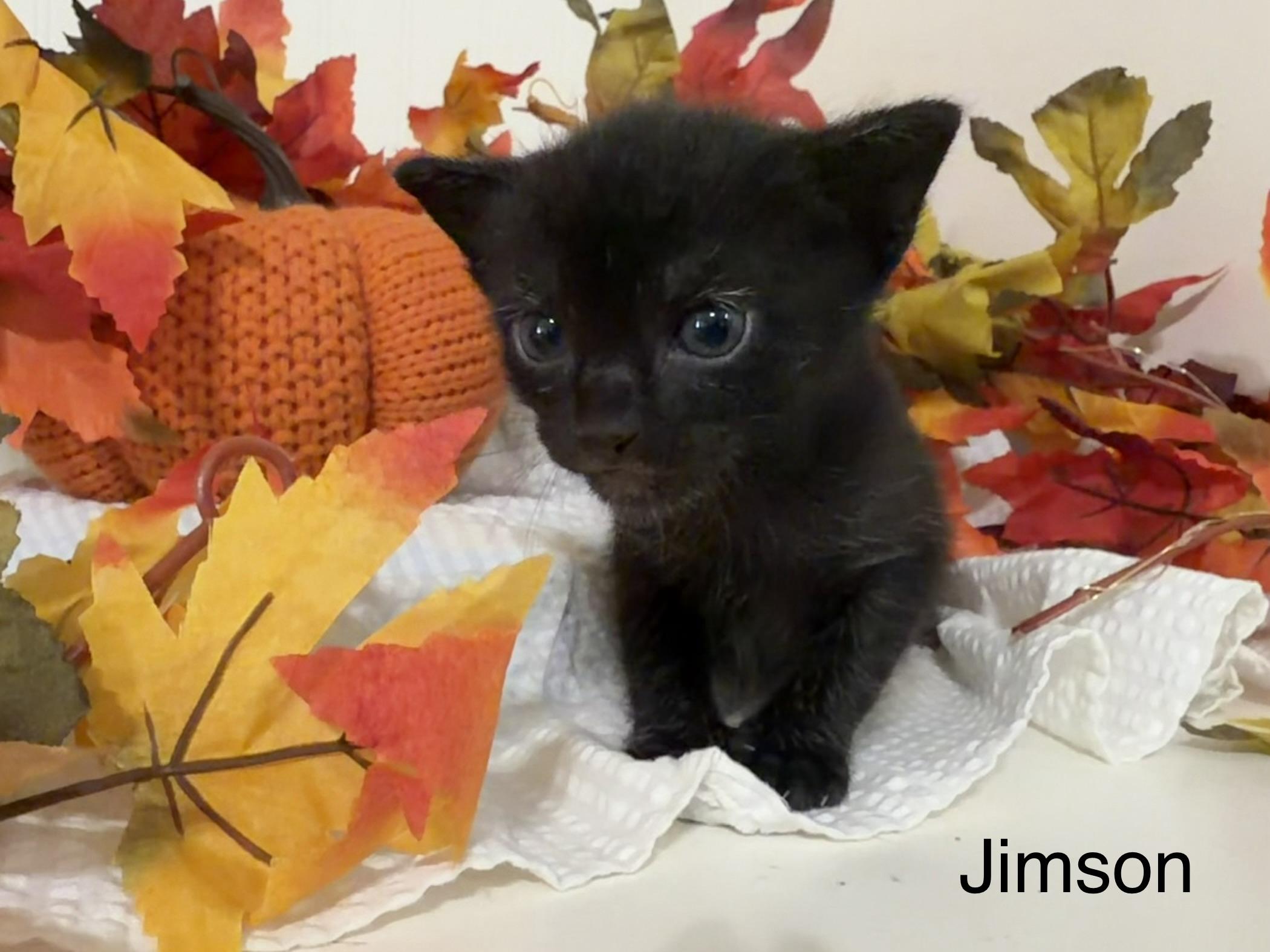 Jimson photo