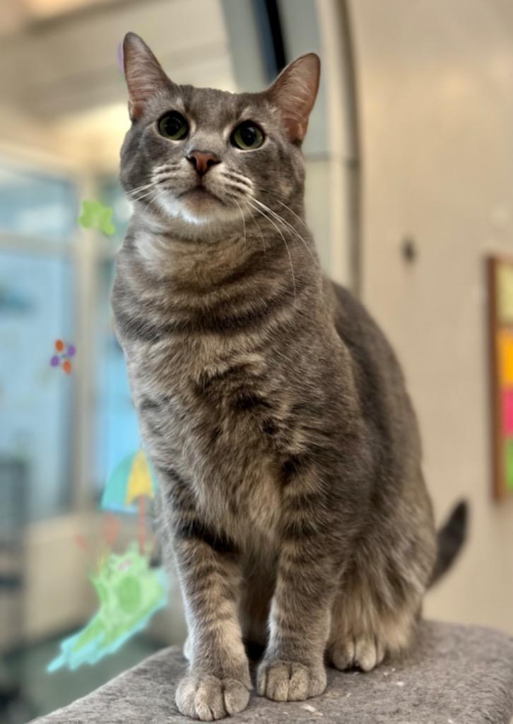 Enlarge Skrunkle, a Adoptable mixed breed in Lima, OH image 1/1