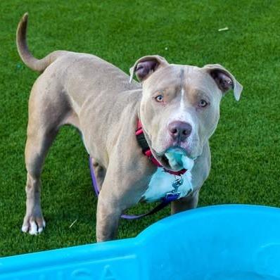 Enlarge Bundles, a Adoptable Mixed Breed in San Francisco, CA image 2/6