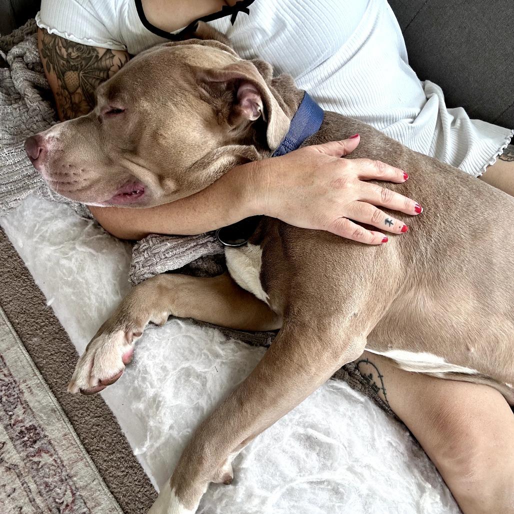 Enlarge Bundles, a Adoptable Mixed Breed in San Francisco, CA image 3/6