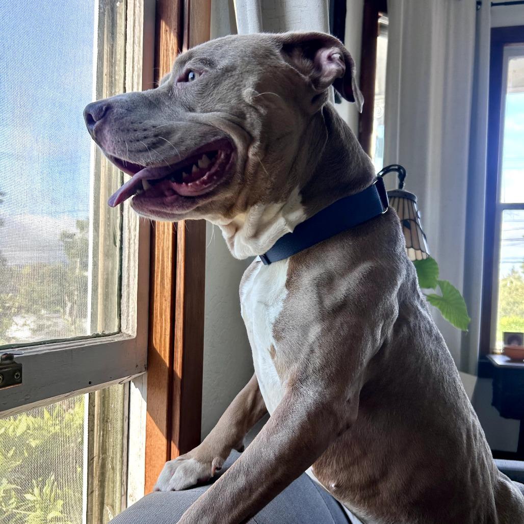 Enlarge Bundles, a Adoptable Mixed Breed in San Francisco, CA image 4/6