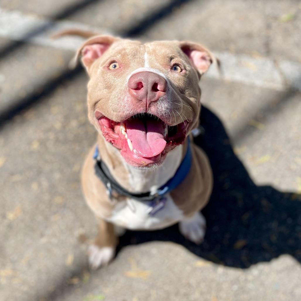 Enlarge Bundles, a Adoptable Mixed Breed in San Francisco, CA image 5/6