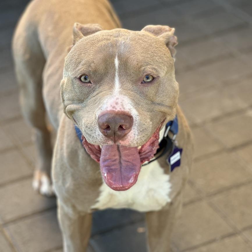 Enlarge Bundles, a Adoptable Mixed Breed in San Francisco, CA image 6/6