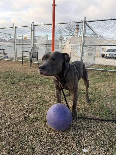 HOLIDAY PARTY, Adoptable, Adult Male Pit Bull Terrier & Mixed Breed.
