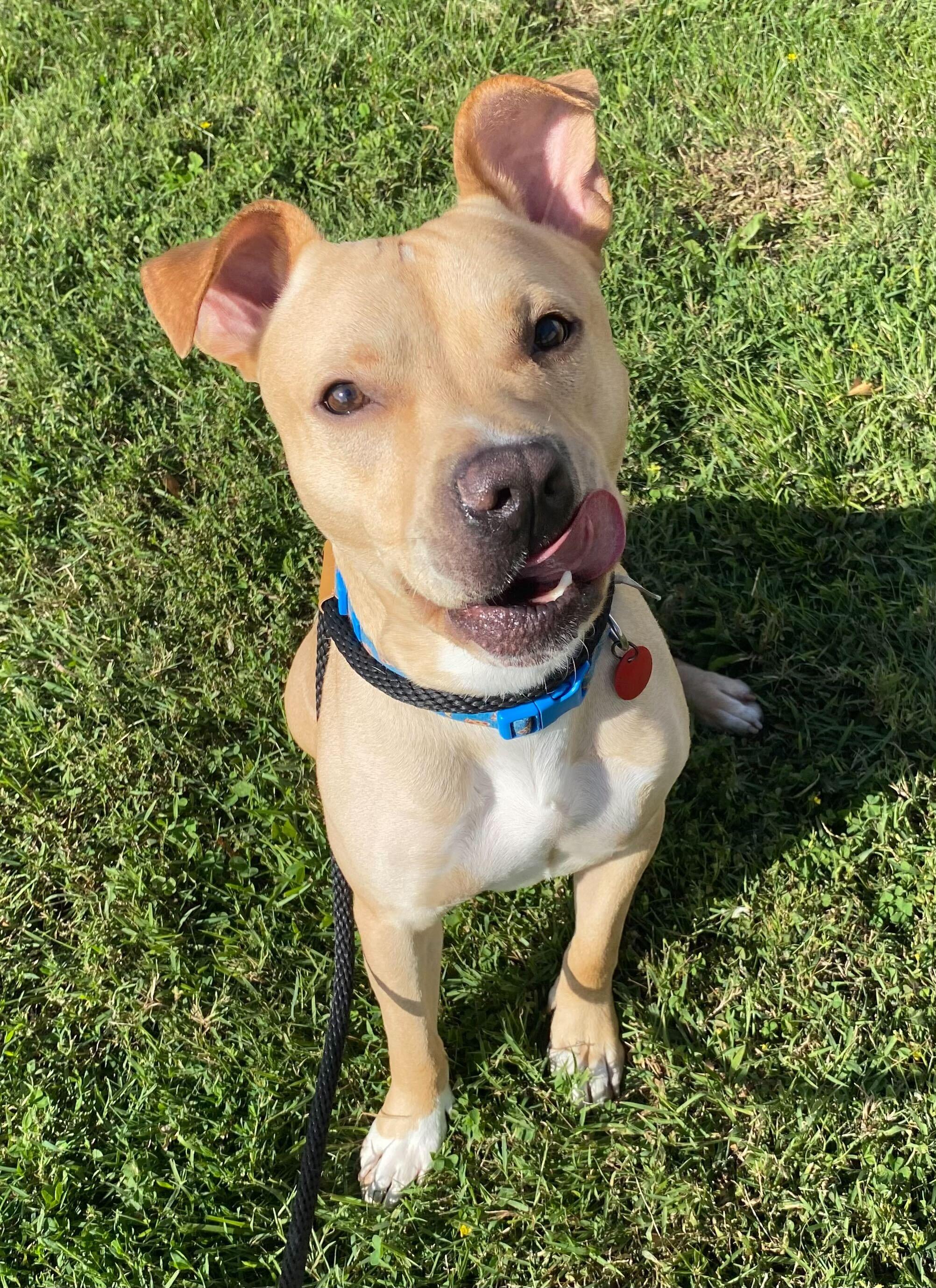 Oscar, a Adoptable mixed breed in Perkiomenville, PA image 1/3