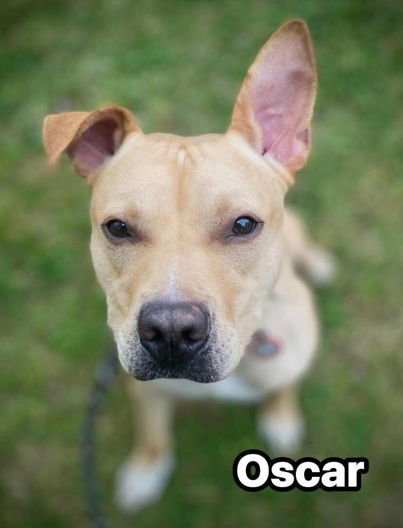 Oscar, a Adoptable mixed breed in Perkiomenville, PA image 2/3