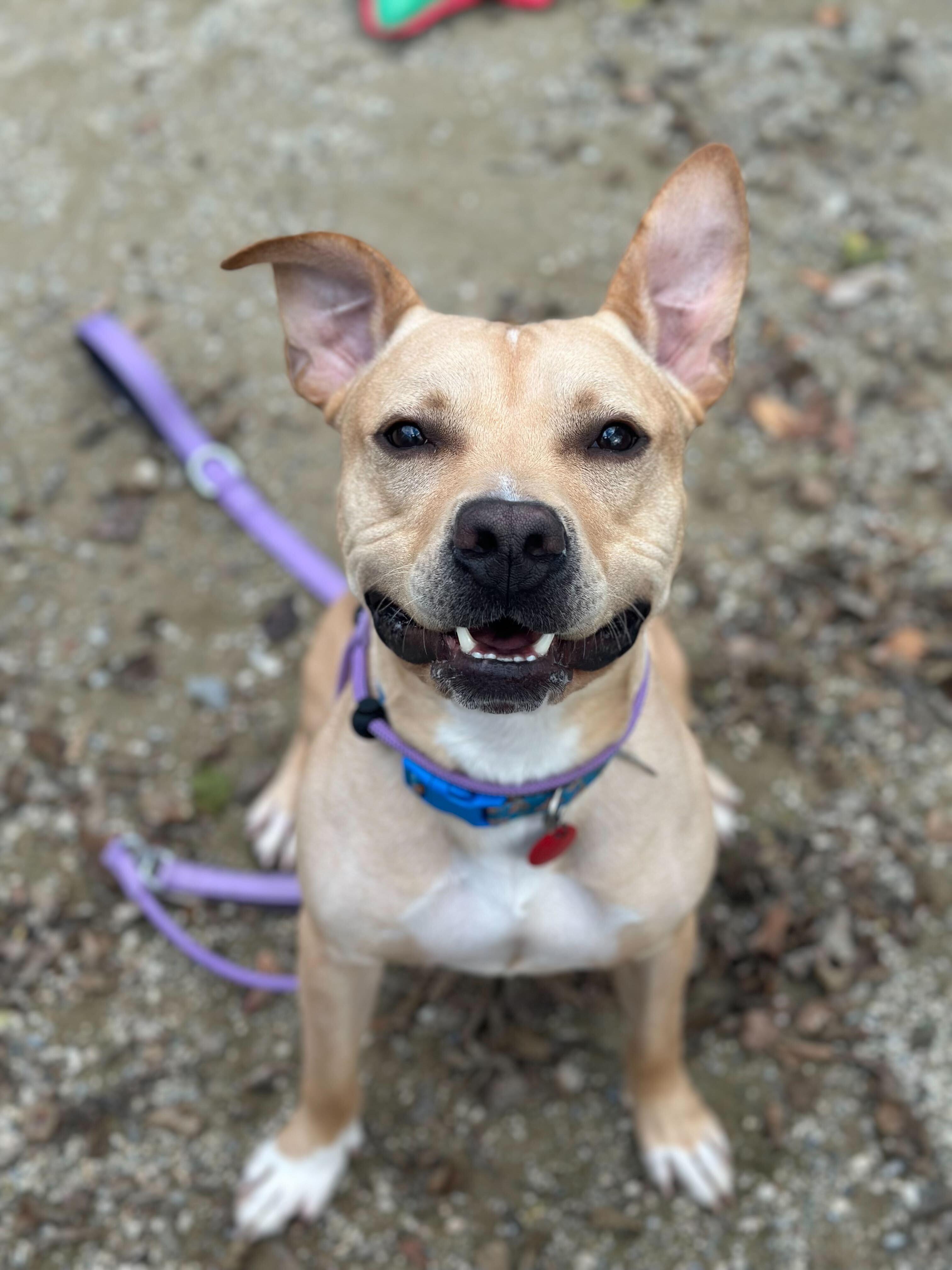 Oscar, a Adoptable mixed breed in Perkiomenville, PA image 3/3