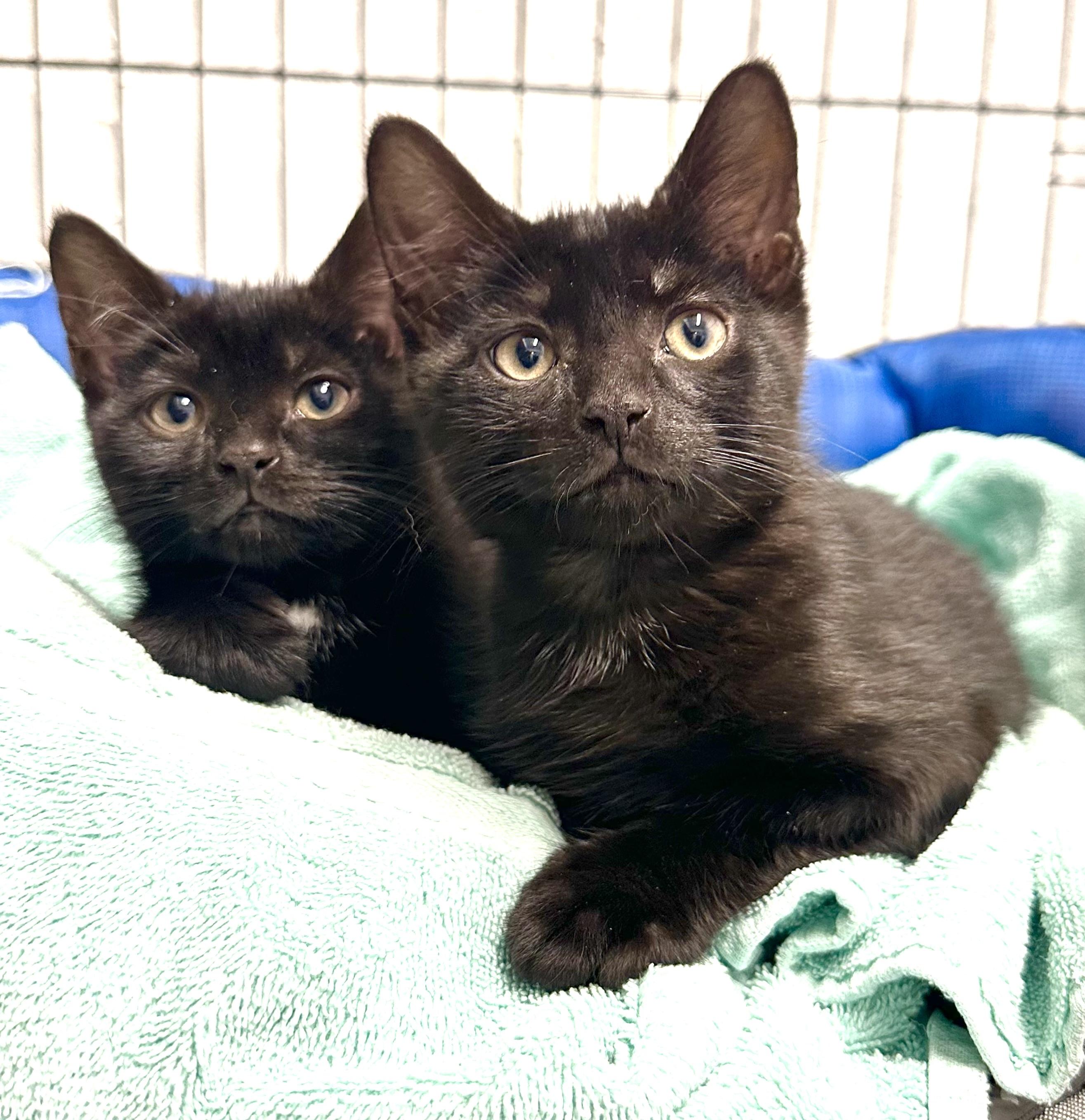 Treasa and Fergal, Baby Female Domestic Short Hair