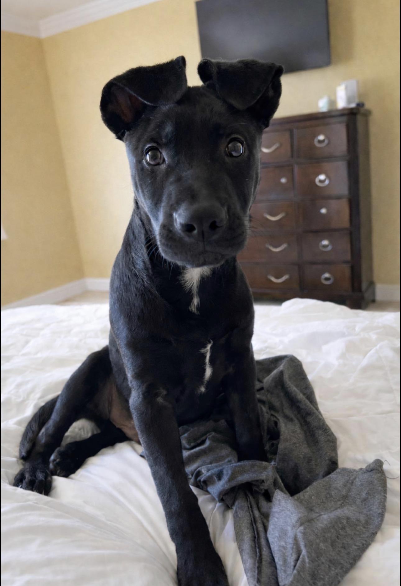Enlarge Raven , an adopted American Staffordshire Terrier in Costa Mesa , CA image 2/3