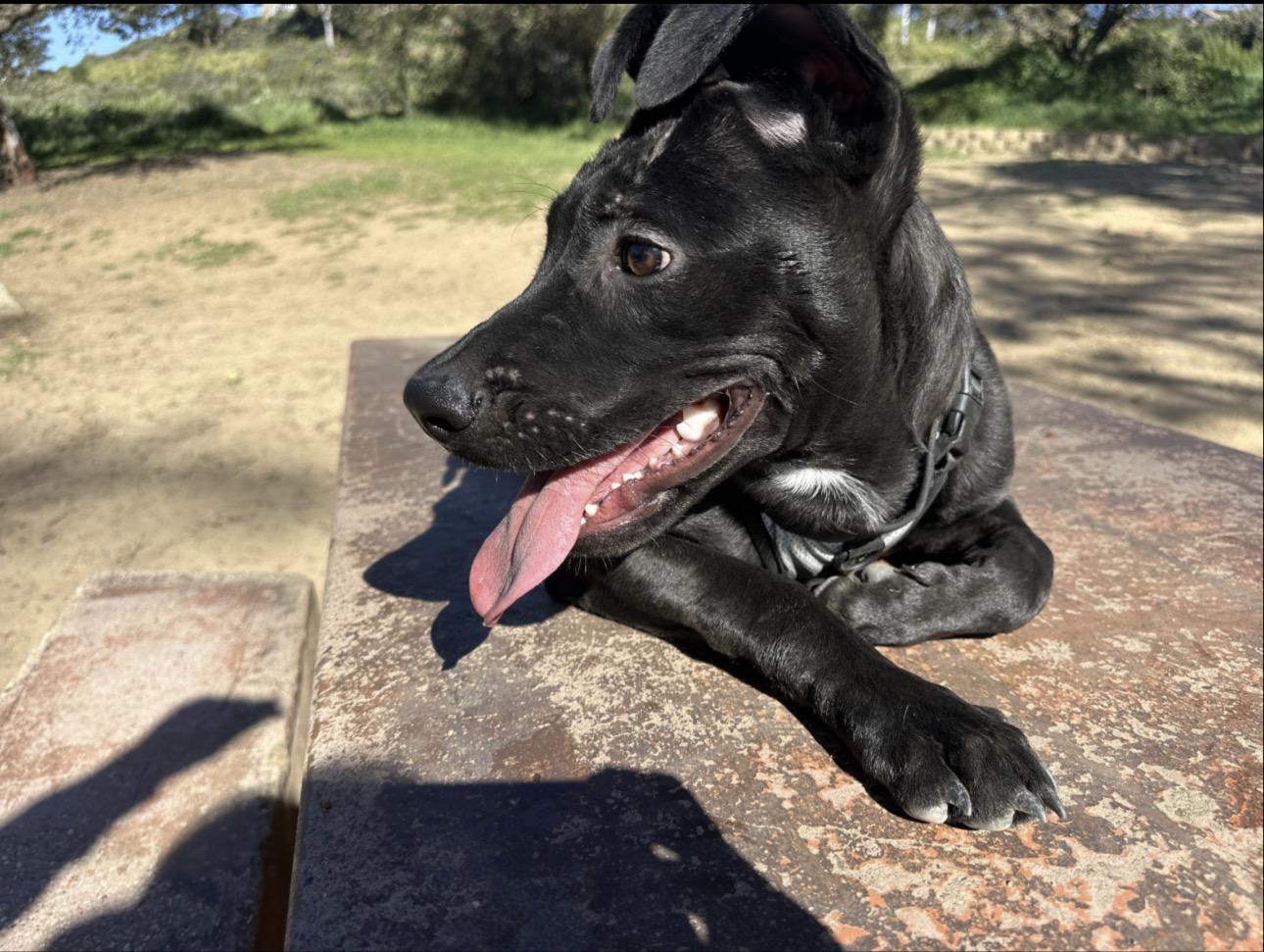 Enlarge Raven , an adopted American Staffordshire Terrier in Costa Mesa , CA image 3/3