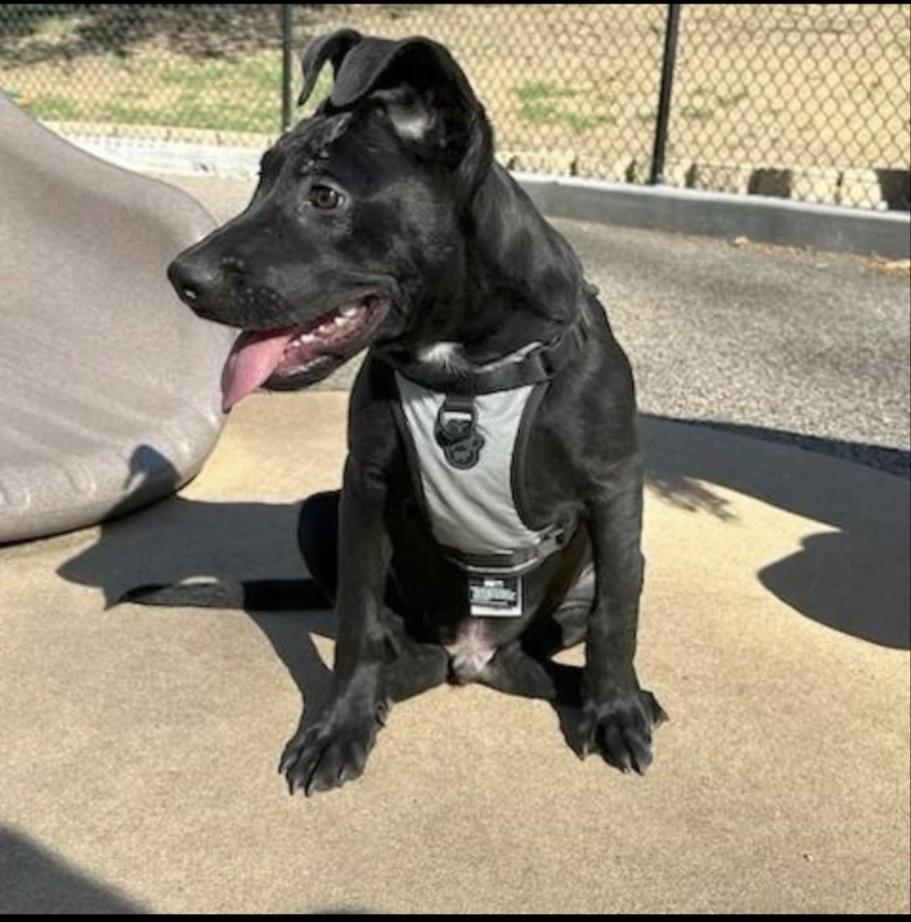 Raven , adopted, Puppy Male American Staffordshire Terrier.