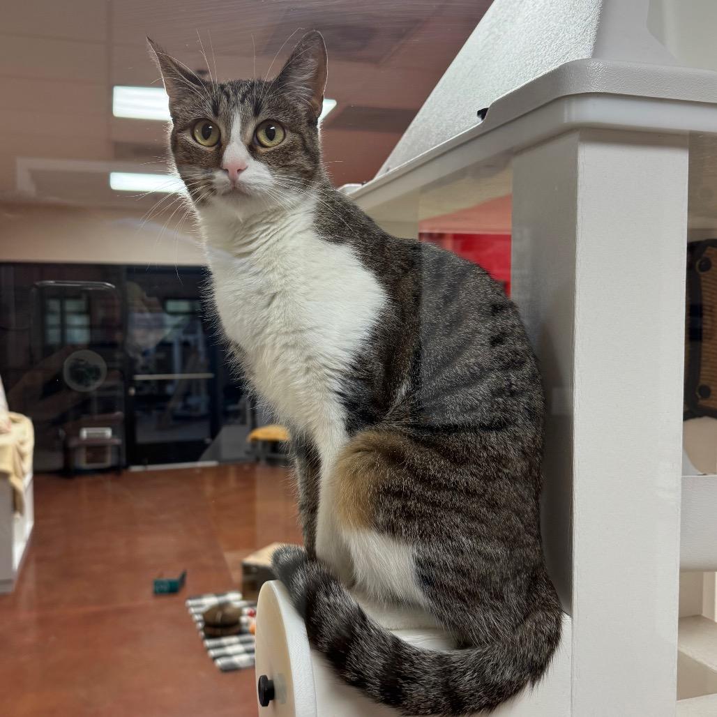 Violet, Adoptable, Young Female Domestic Short Hair.