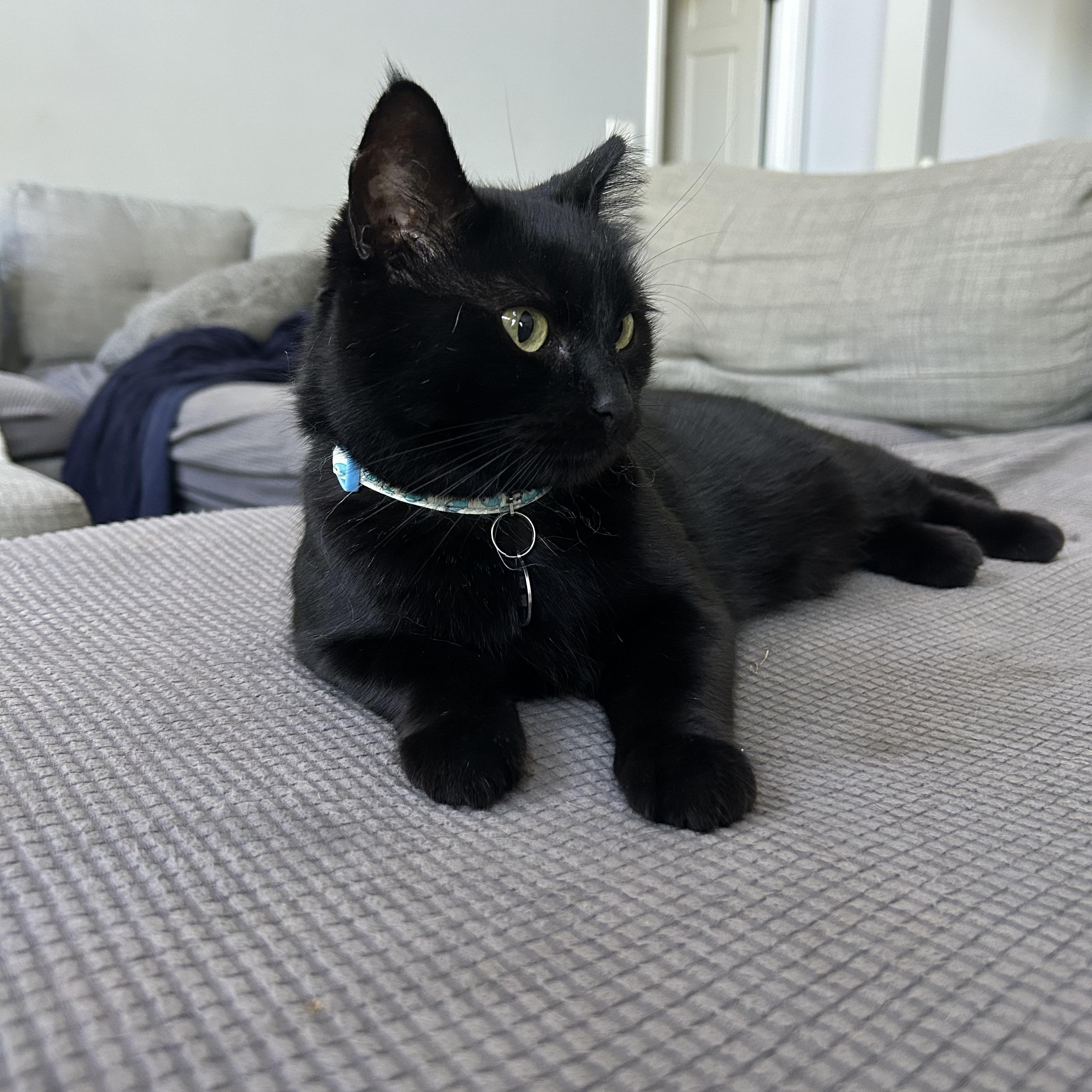 Silhouette thumbnail 2