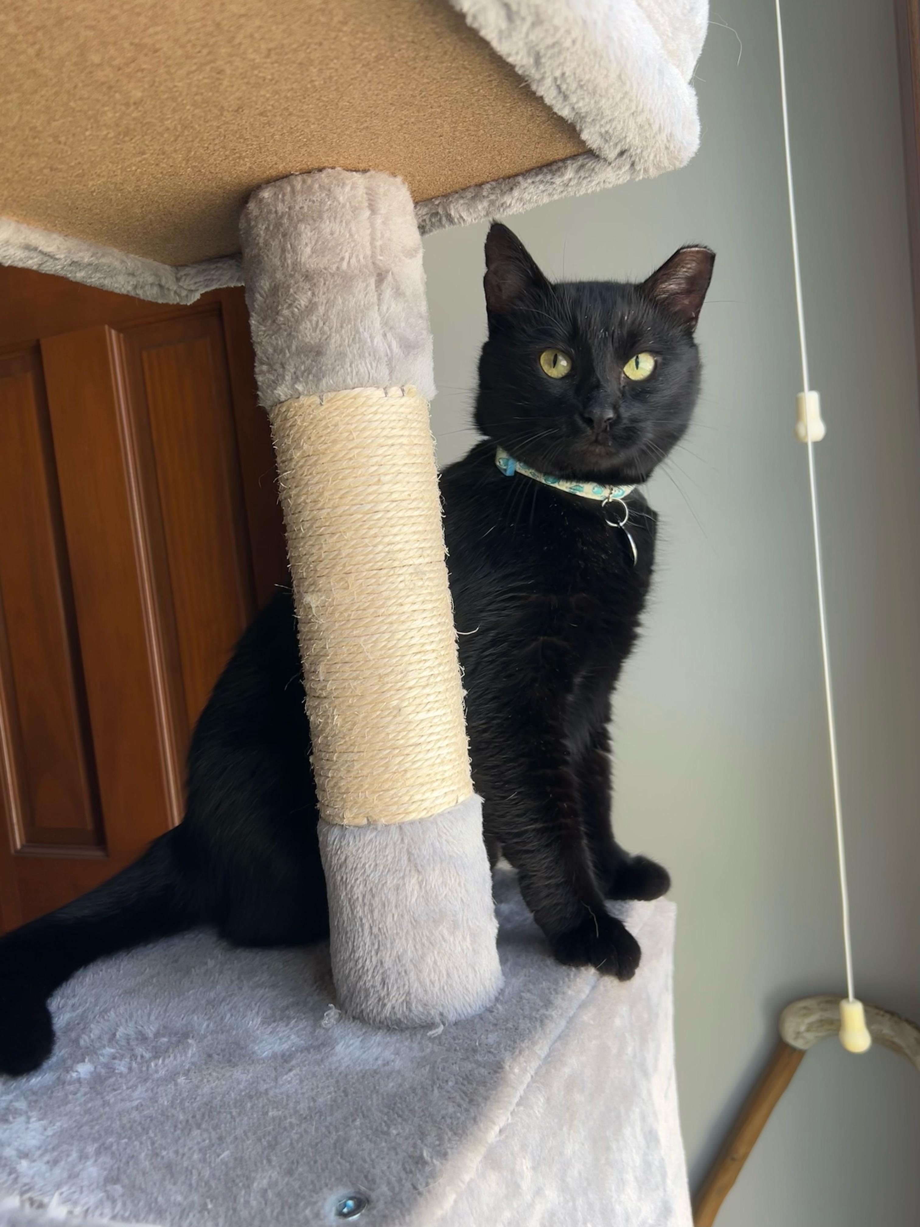 Silhouette thumbnail 3