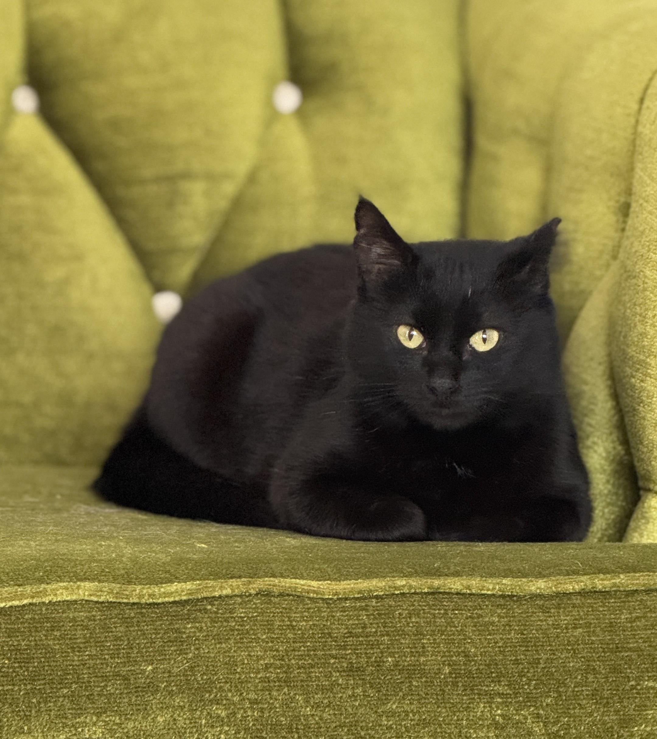 Silhouette thumbnail 4