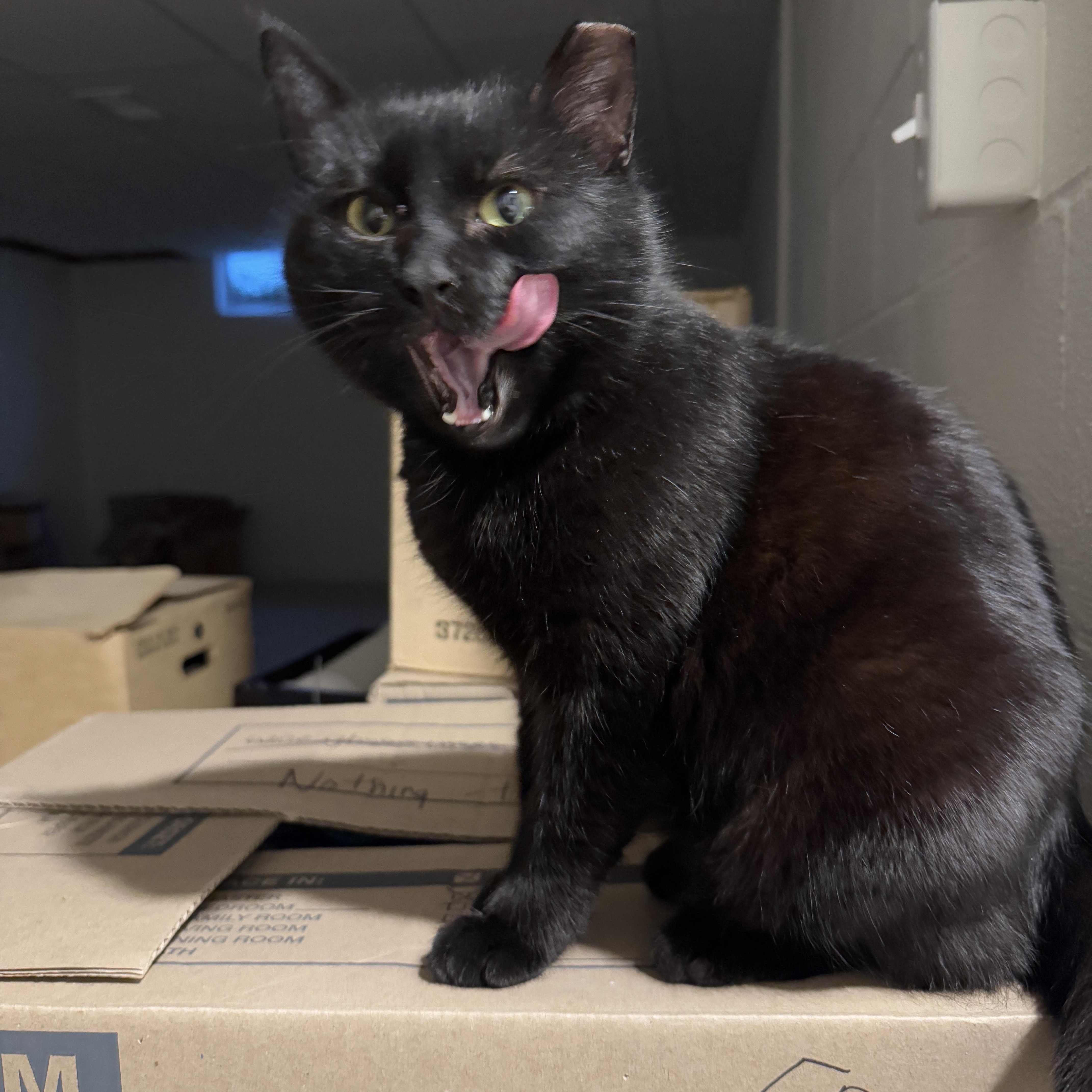 Silhouette thumbnail 5