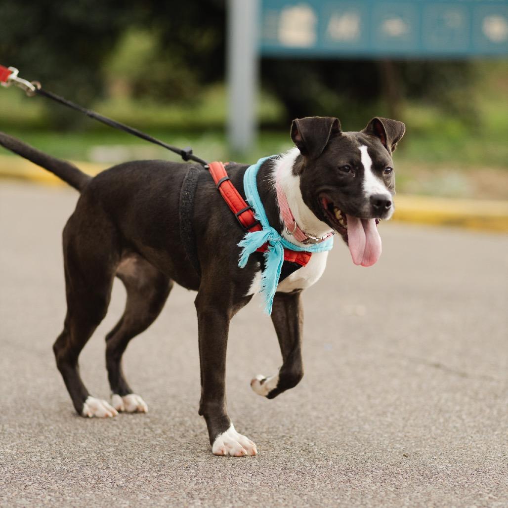 Enlarge Tessie, a Adoptable mixed breed in Evansville, IN image 1/6