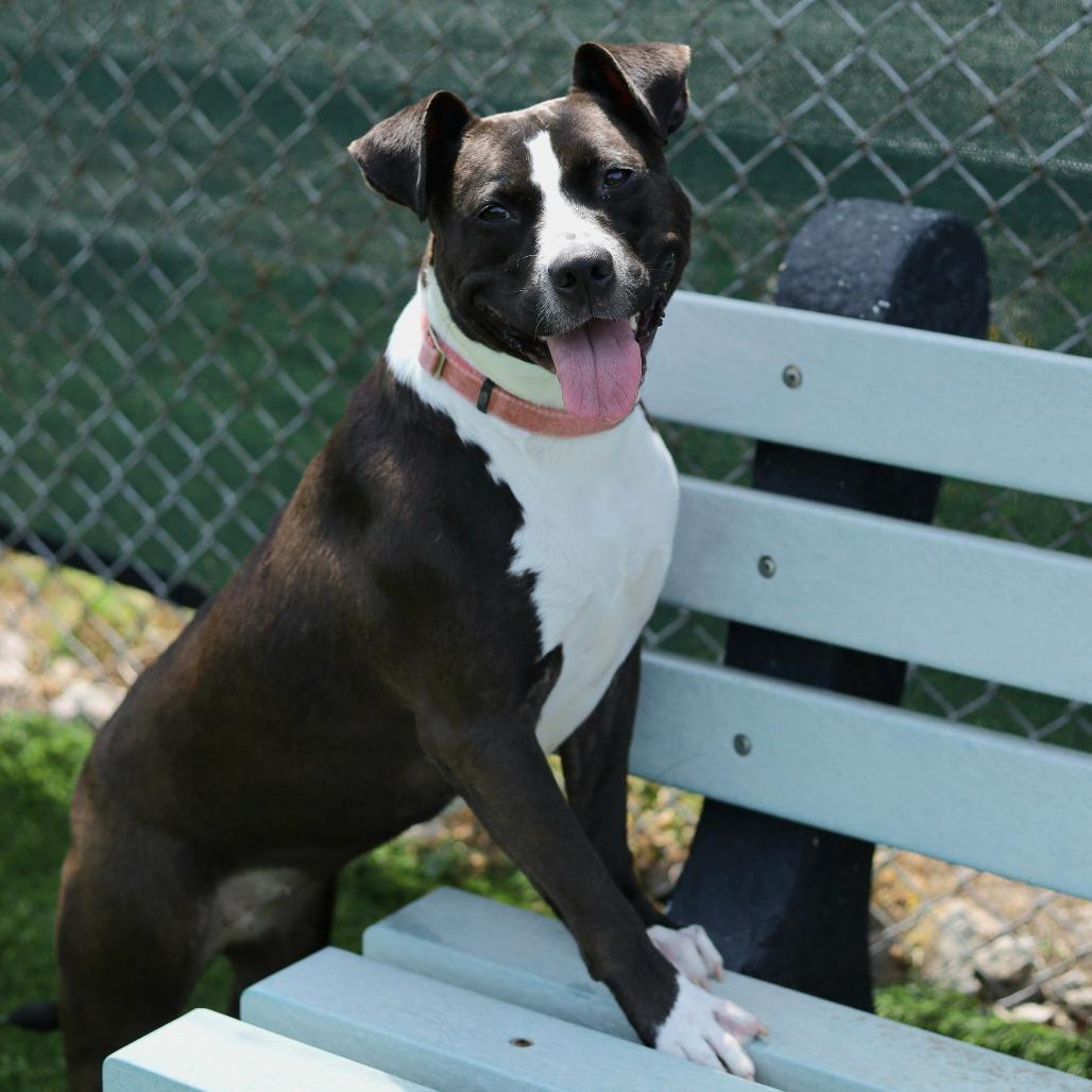 Enlarge Tessie, a Adoptable mixed breed in Evansville, IN image 3/6