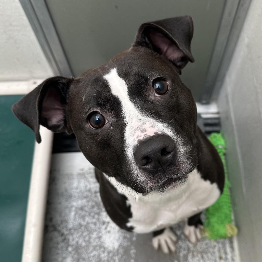 Enlarge Tessie, a Adoptable mixed breed in Evansville, IN image 5/6