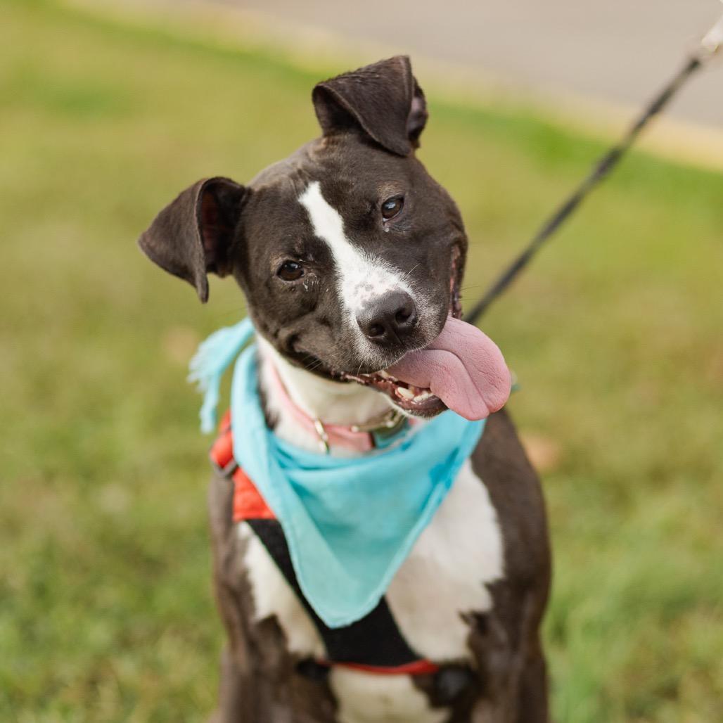 Enlarge Tessie, a Adoptable mixed breed in Evansville, IN image 6/6